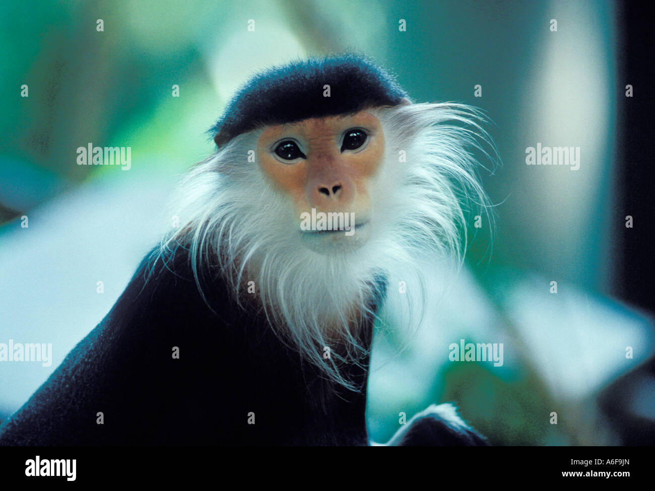 Douc Langur Monkey assis dans un arbre en Asie E Banque D'Images