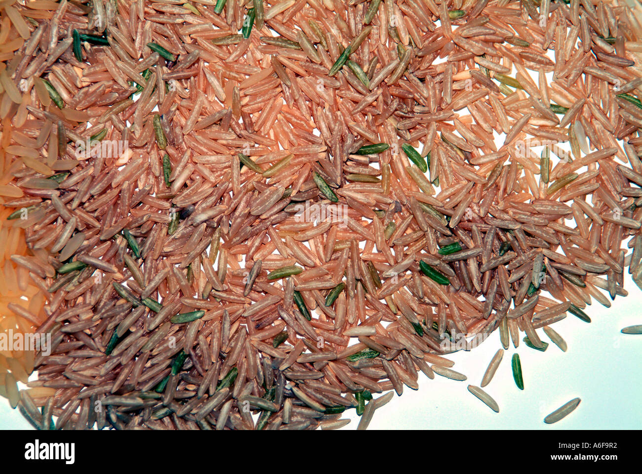 Riz brun à grains entiers biologiques PLEIN DE FIBRES Banque D'Images