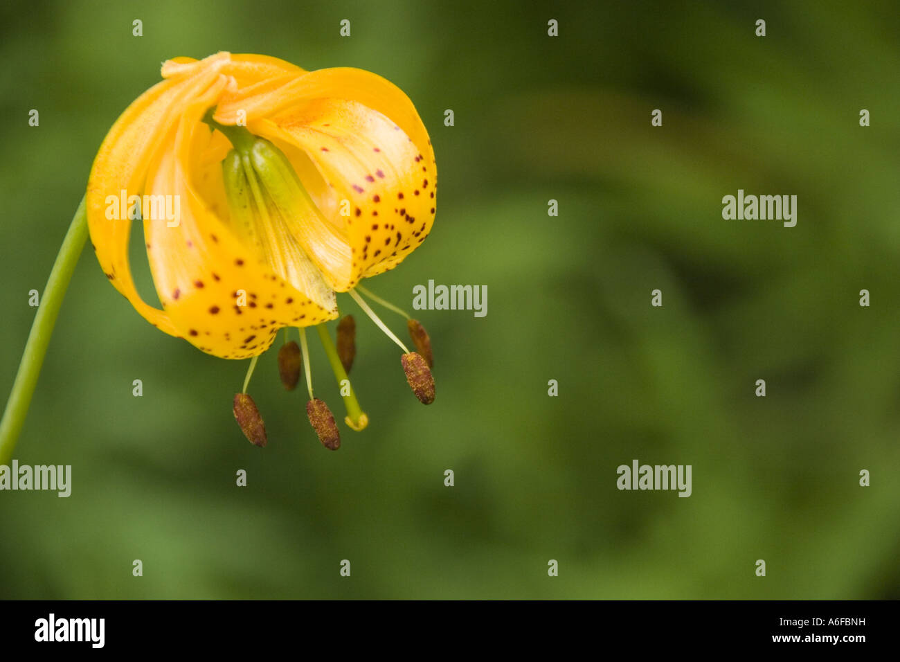 Un Tiger Lily flower in Rock Creek Canyon en Californie Banque D'Images