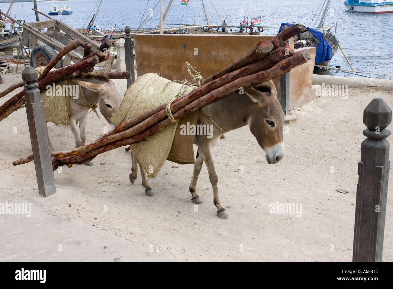 Les ânes transportant des poteaux des mangroves au bord de l'île de Lamu, Kenya Banque D'Images