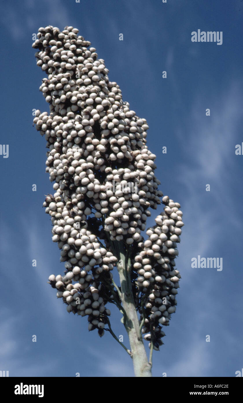 Une oreille de Sorghum bicolor sorgho indigène contre ciel bleu Thaïlande Banque D'Images