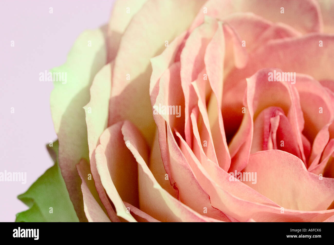 Close up studio shot d'une rose. Banque D'Images