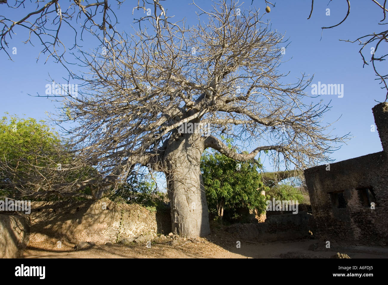 Images de Baobab silhouette – Téléchargement gratuit sur eepik