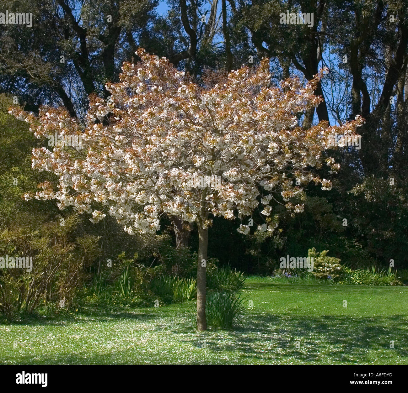Petit arbre en fleurs tourné dans le sud de l'Angleterre au printemps Banque D'Images
