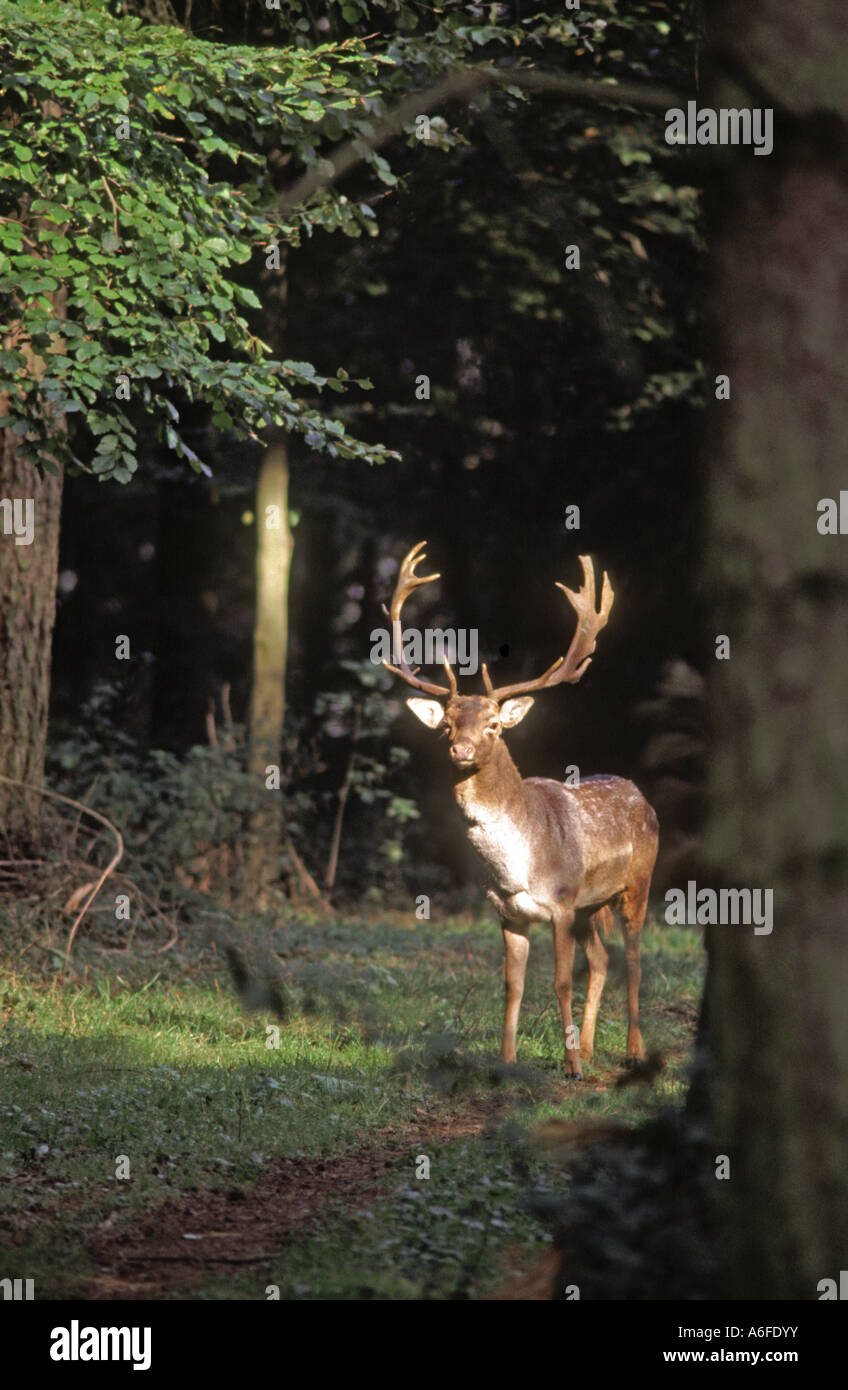 Daims buck dans woods sur bredon hill uk angleterre worcestershire Banque D'Images