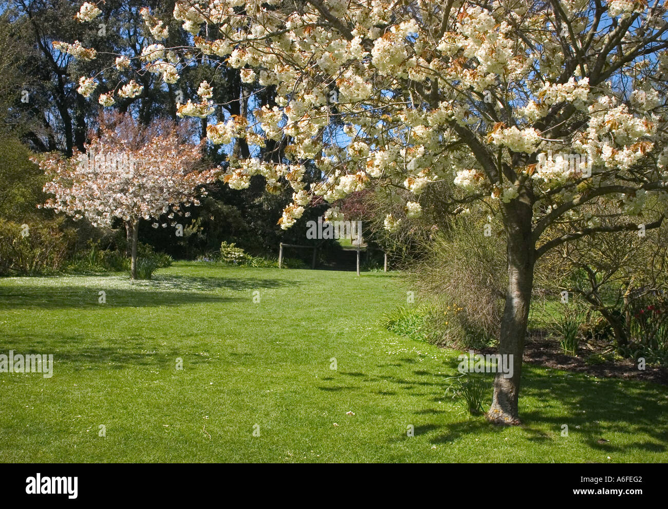 Arbres en fleurs tourné dans le sud de l'Angleterre au printemps Banque D'Images