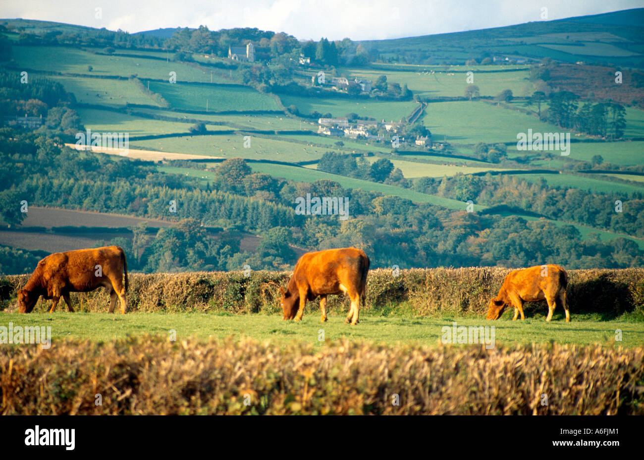 Vaches dans un paysage rural dans la zone Dartmoor de Devon, Angleterre Royaume-uni 199210 Banque D'Images