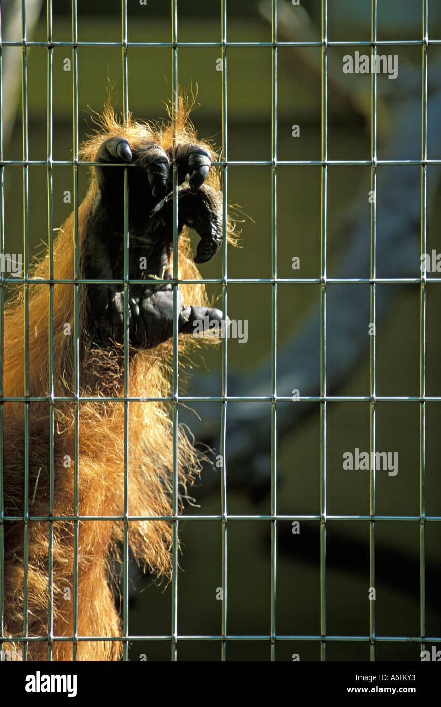 Main d'un orang-outan (Pongo pygmaeus) dans la cage Banque D'Images