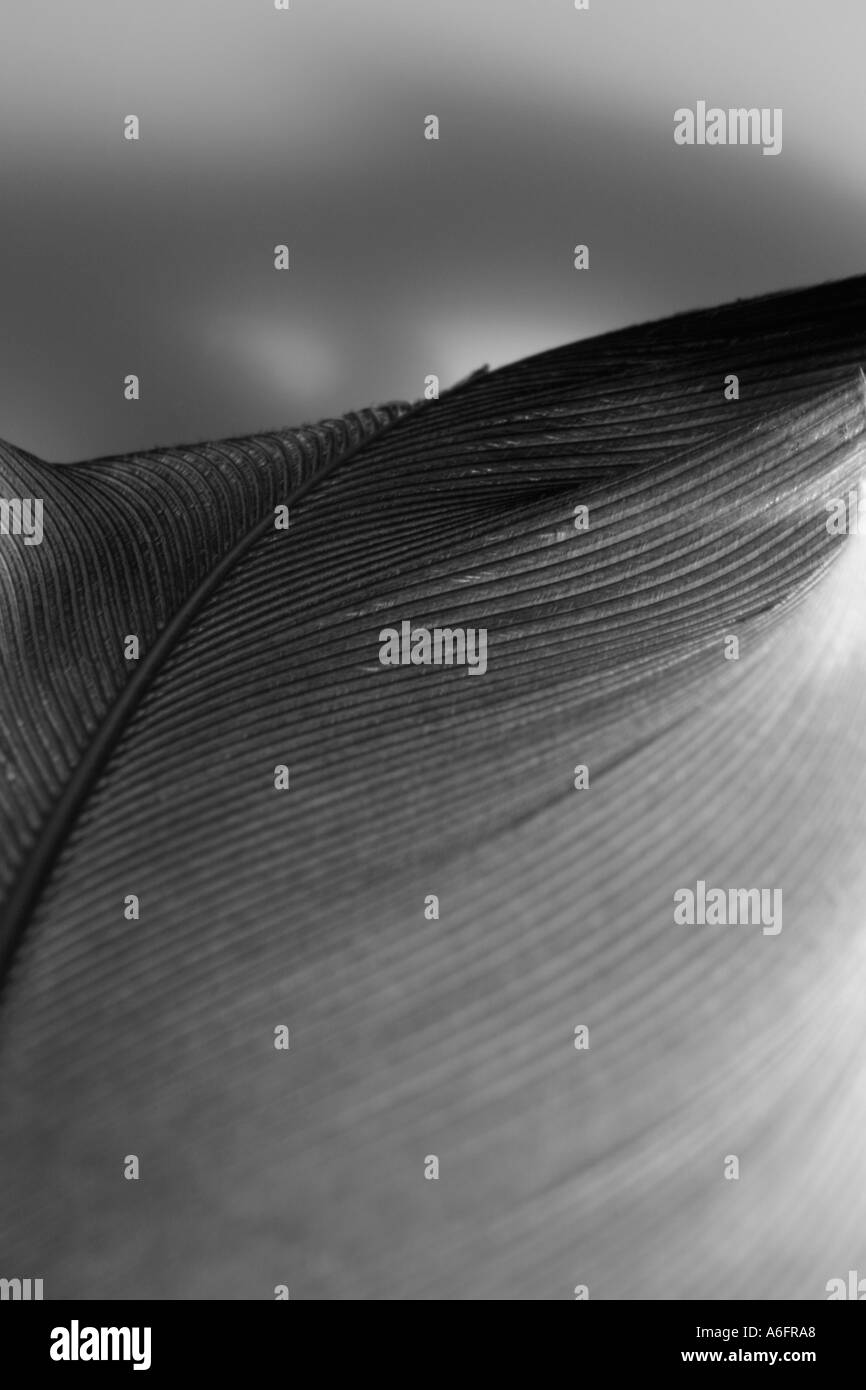 Close up image of feather tourné en détail Banque D'Images