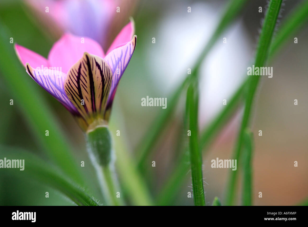 Crocus sable Romulea tétragonaux Banque D'Images