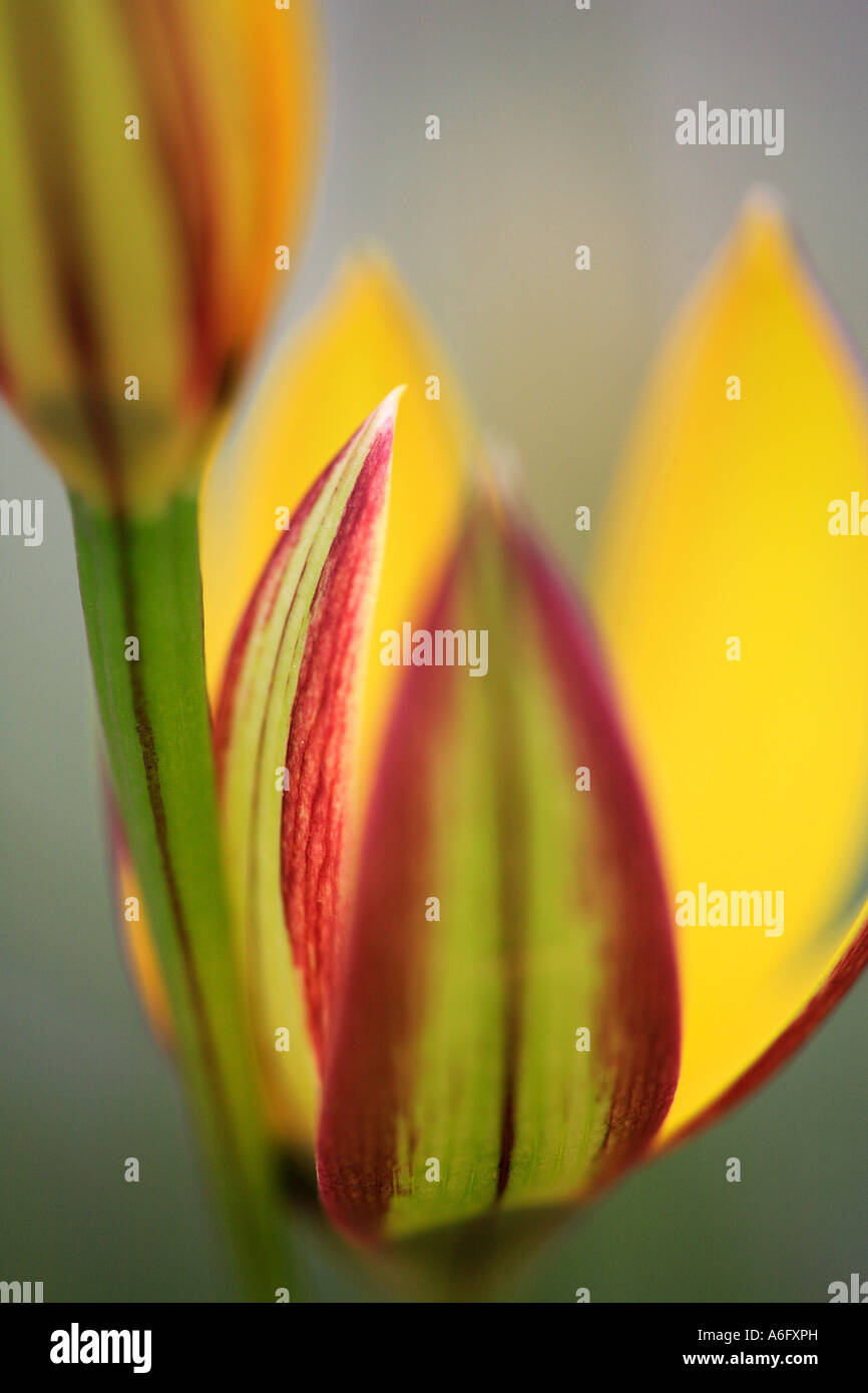 Spiloxene capensis fleur paon dans le jardin Banque D'Images