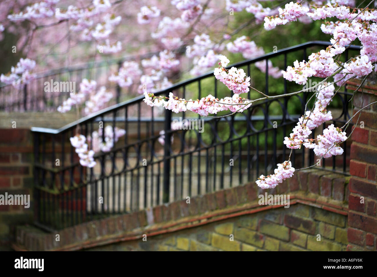 Cherry au printemps Angleterre Surrey Wisley Banque D'Images