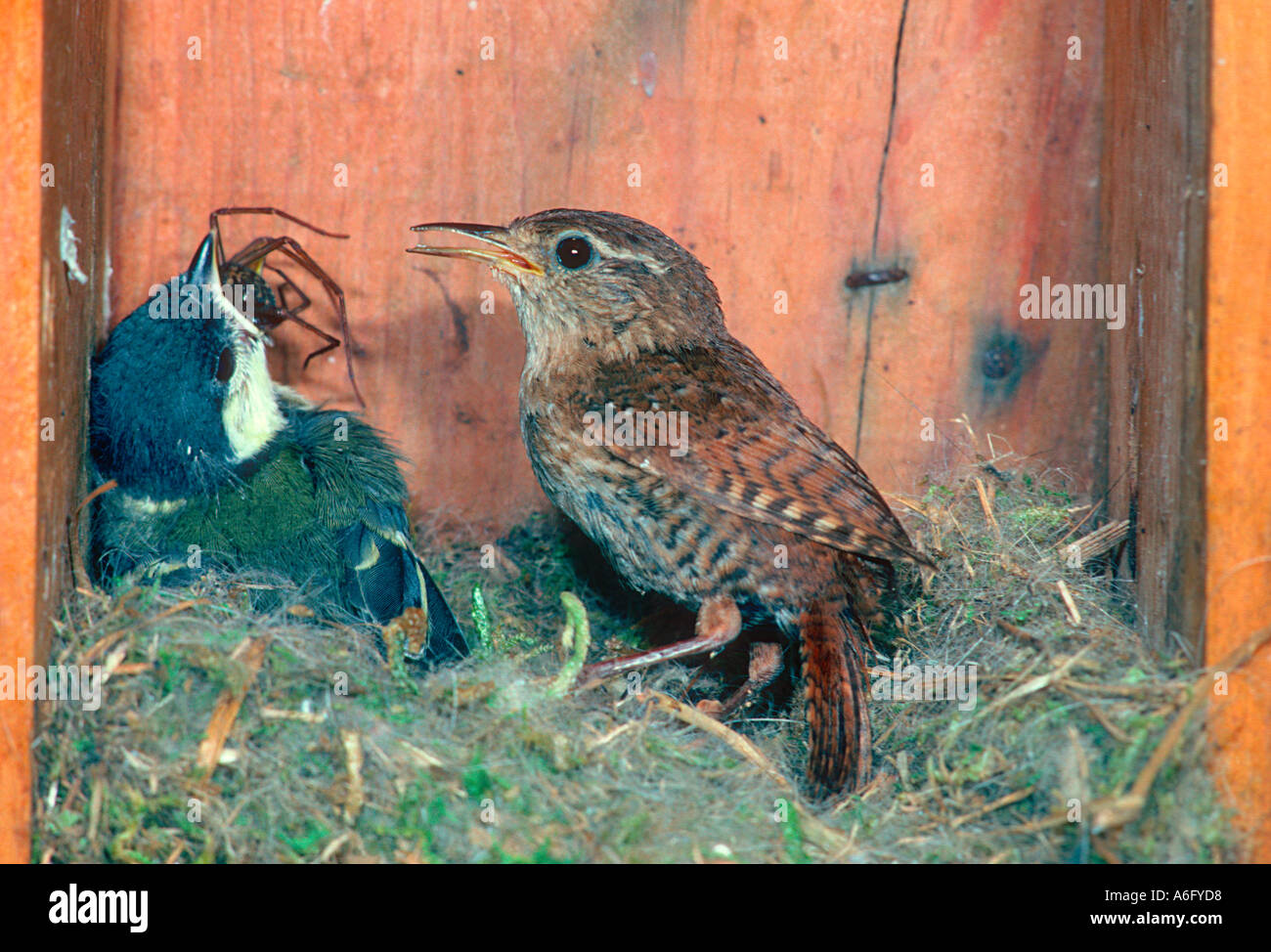 Le Troglodyte mignon (Troglodytes troglodytes) nourrir un ...