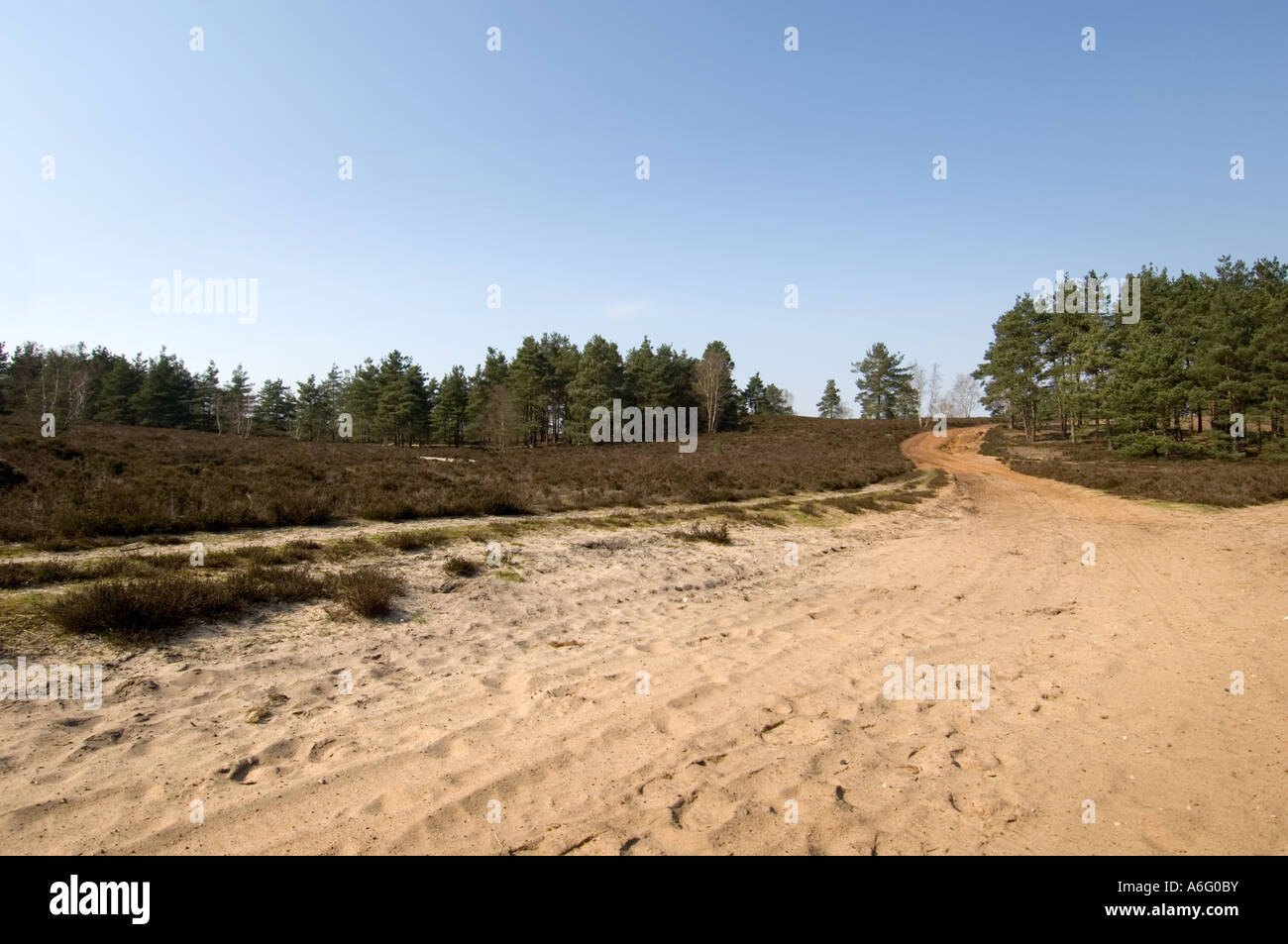 Sable Vert commun Hankley Way Surrey UK la lande Banque D'Images