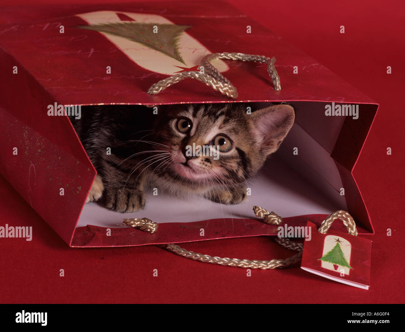 Chaton dans un sac de Noël Banque D'Images