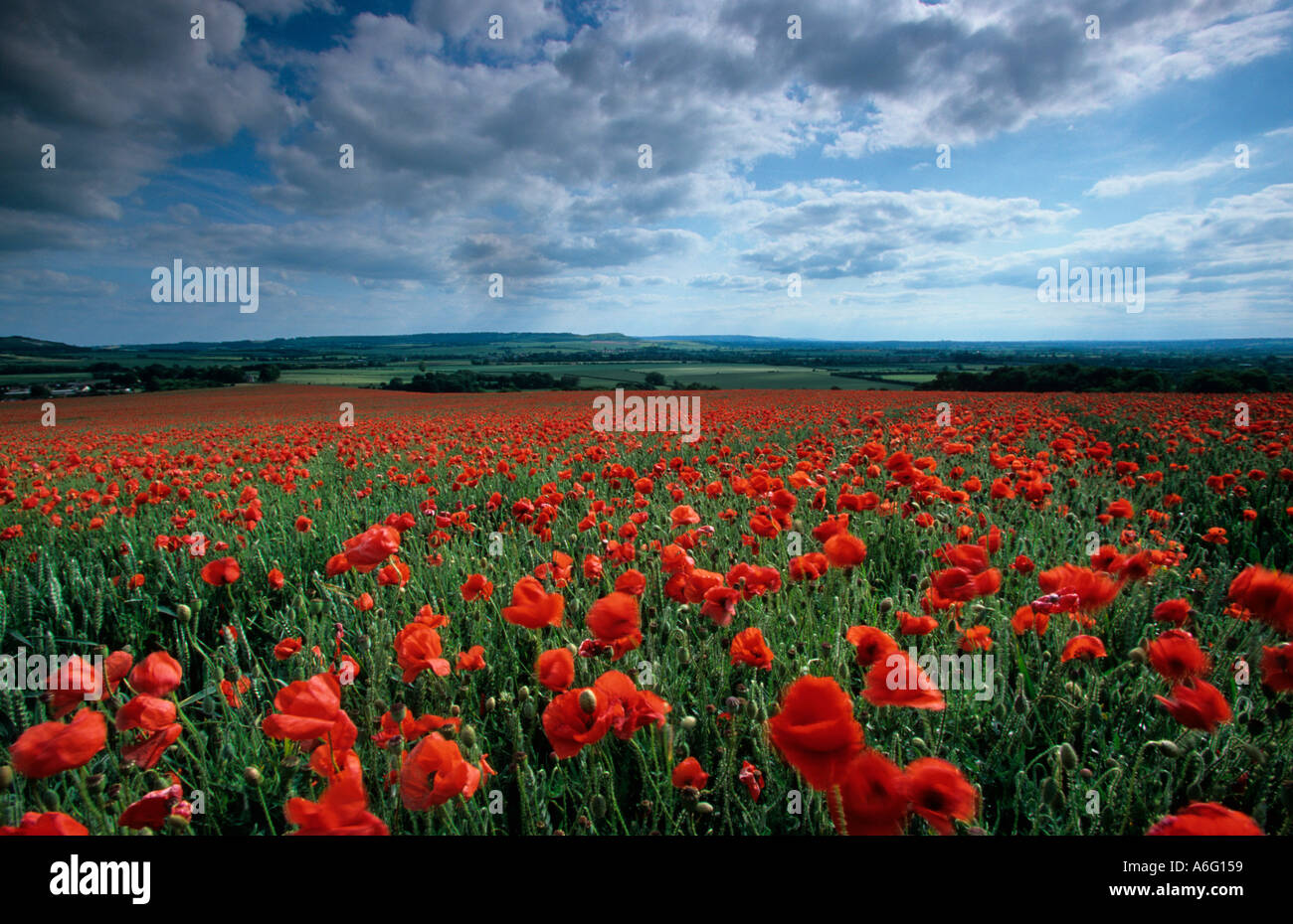 Field Poppies Papaver rhoeas en juin Bedfordshire Royaume-Uni Banque D'Images