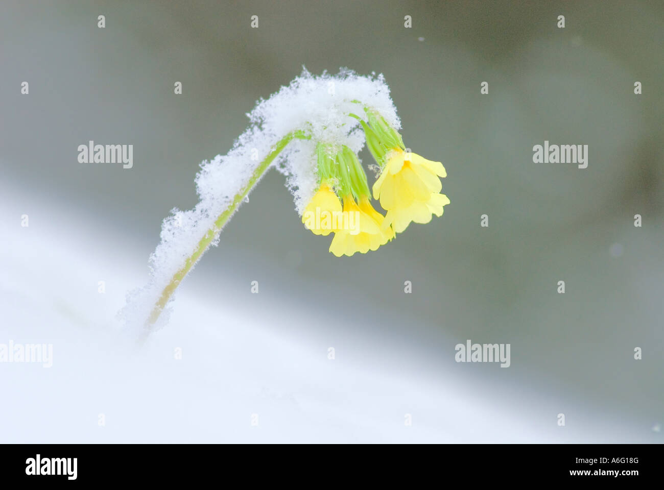 Oxlip Primula elatior dans la neige Banque D'Images