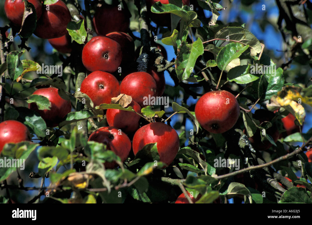 Pommes rouges accroché sur arbre dans la lumière du soleil, verger dans Wieslauf valley, district Rems-Murr / comté, Bade-Wurtemberg, Allemagne Banque D'Images