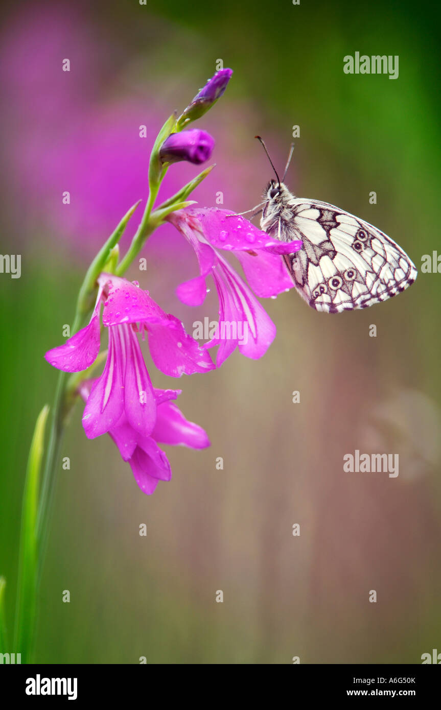 Blanc marbré (Melanargia galathea) sur glaïeul des marais (Gladiolus palustris) Banque D'Images