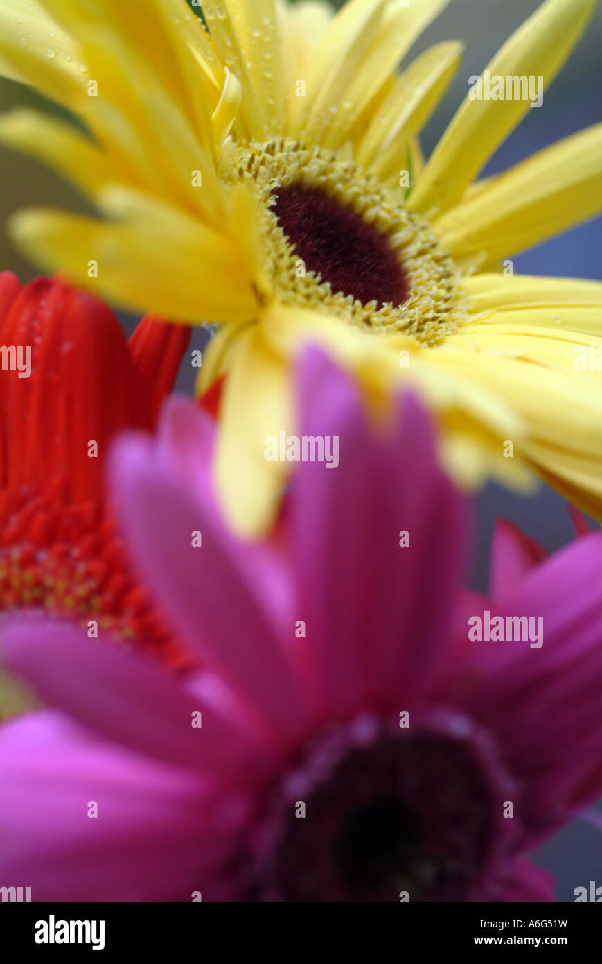 Jaune, Bleu et rouge gerber daisies, Close up de fleurs coupées Banque D'Images