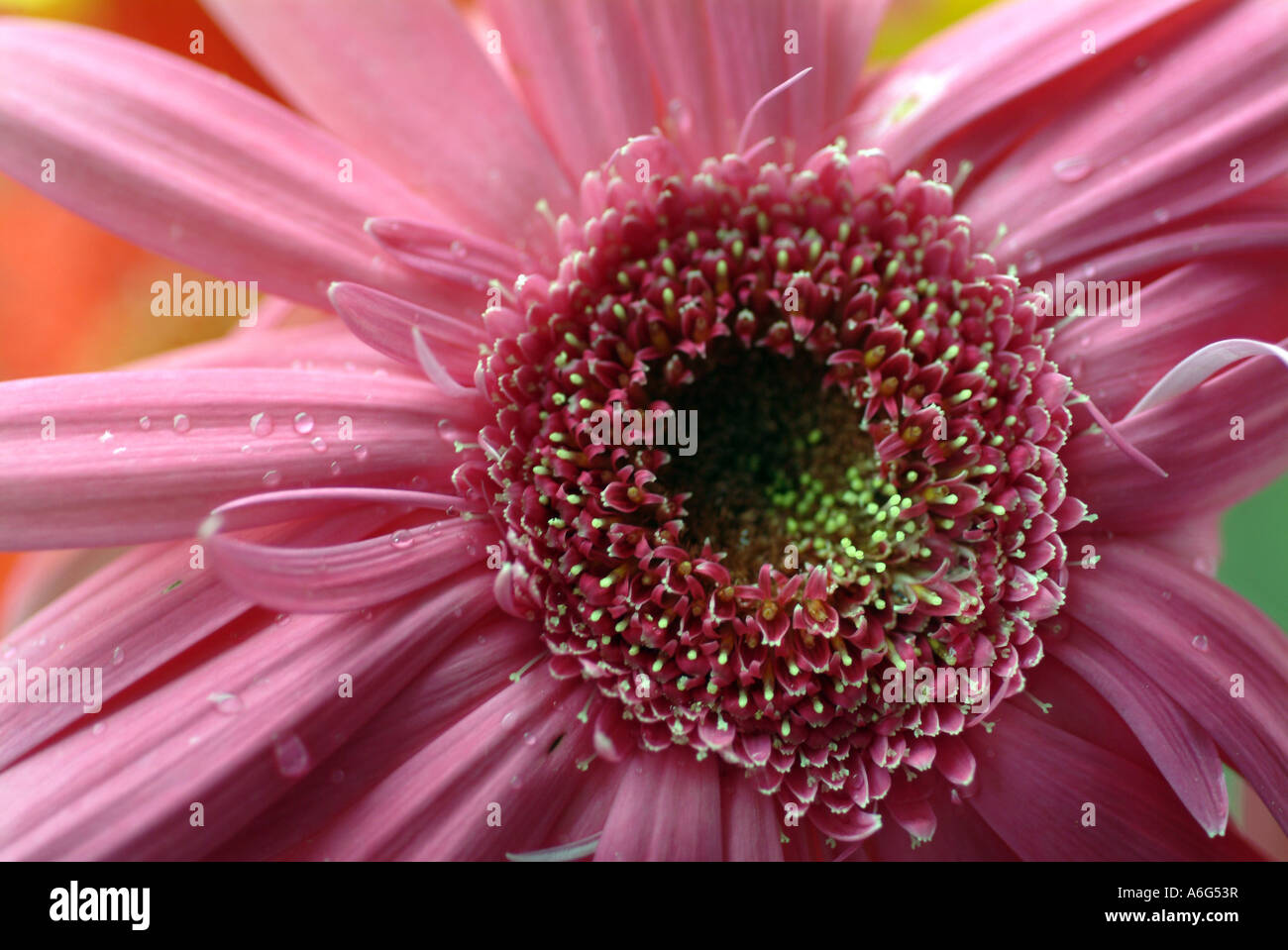 Close up of a gerber daisy Banque D'Images