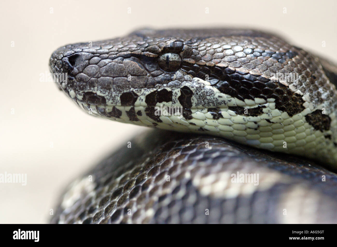 Tiger python Banque de photographies et d’images à haute résolution - Alamy