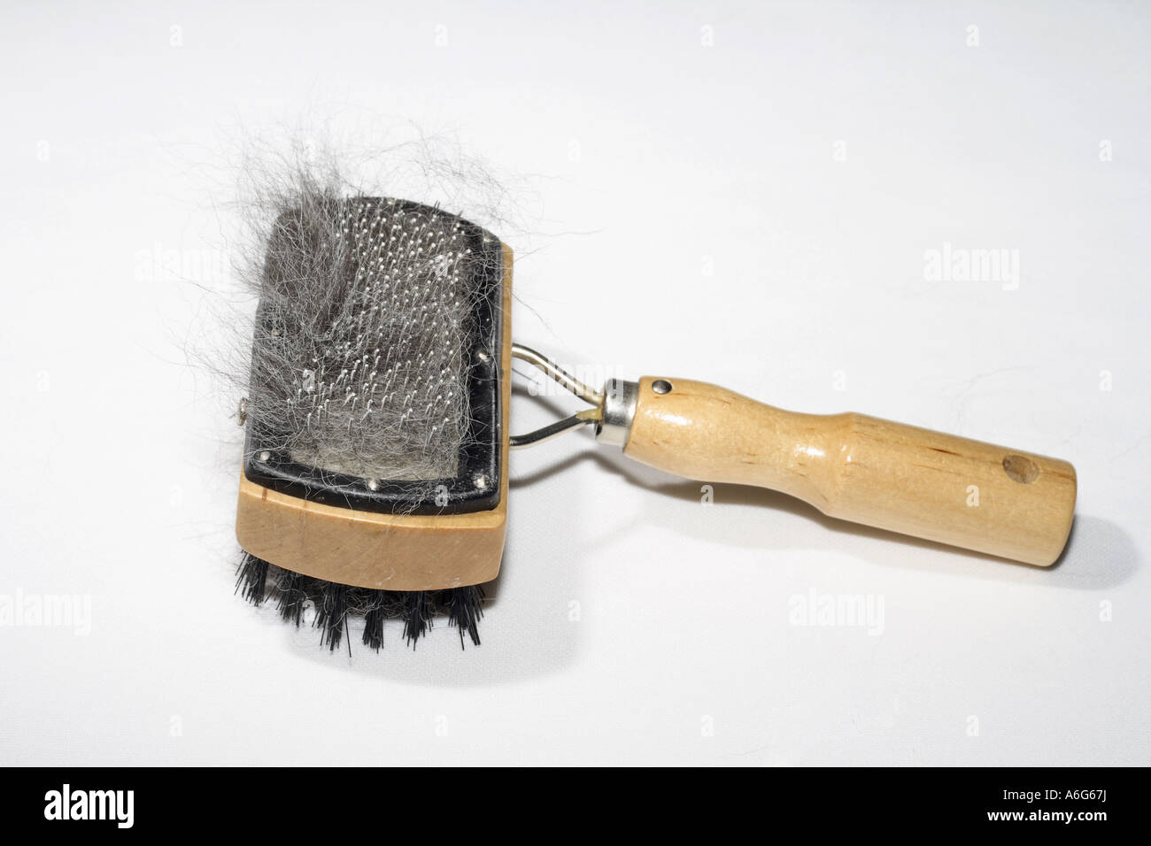 Chien domestique (Canis lupus f. familiaris), brosse à poils de chien croisée Husky Banque D'Images