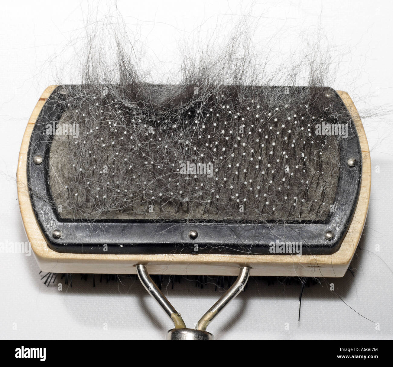 Chien domestique (Canis lupus f. familiaris), brosse à poils de chien croisée Husky Banque D'Images