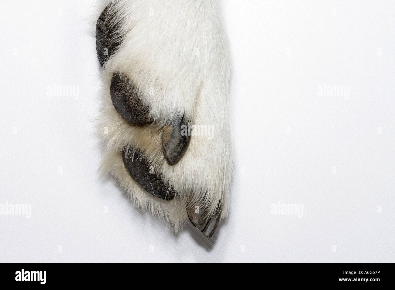Chien domestique (Canis lupus f. familiaris), pad d'un croisement de Husky Banque D'Images