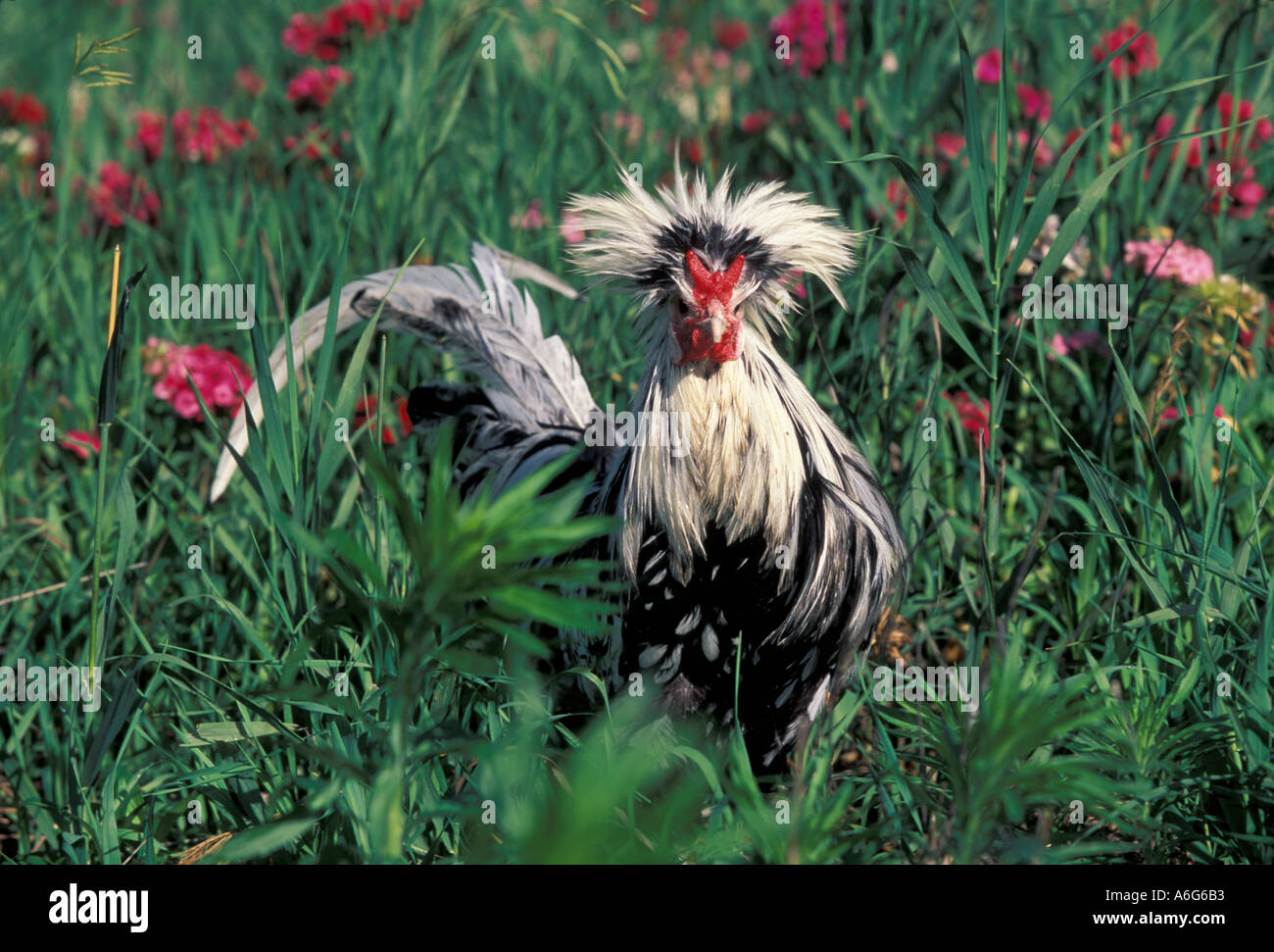 Poulet d'oiseaux l'Argenterie Banque D'Images