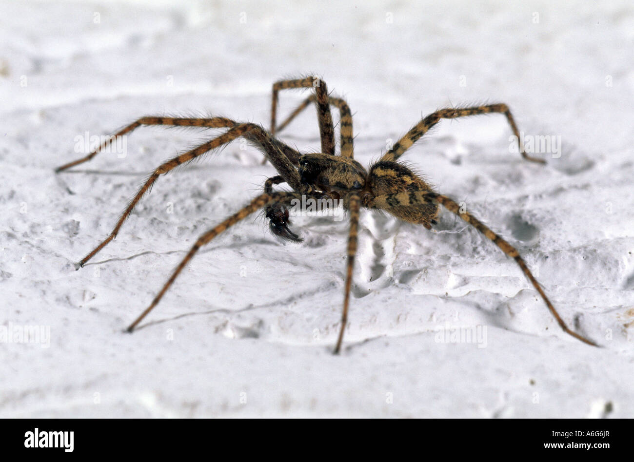 Chambre (Tegenaria atrica araignée mâle) Banque D'Images
