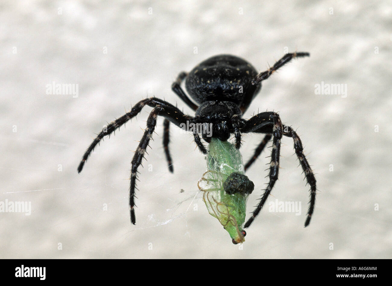 Noyer d'Orb-Weaver Nuctenea umbratica (araignée) chrysope verte Banque D'Images