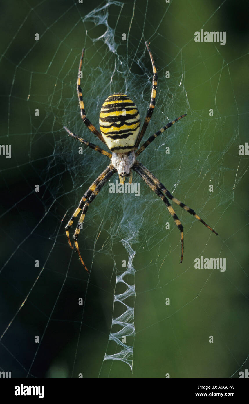 Guêpe femelle Argiope bruennichi (spider) dans son filet Banque D'Images