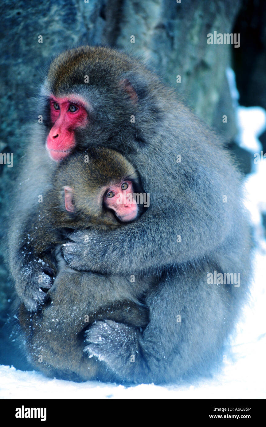 Macaque japonais, snow monkey (Macaca fuscata), avec des enfants, du Japon, de l'Etsu Kogen NP Banque D'Images