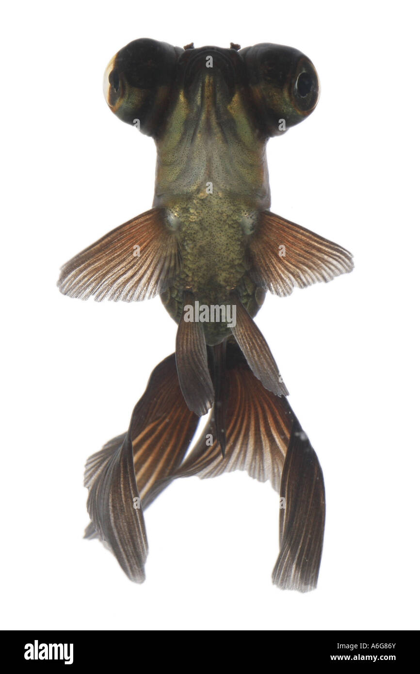 Télescope chinois moor , goldfish carpe, black moor, breitschwanz moor, globe, œil demekin (Carassius auratus), portrait Banque D'Images