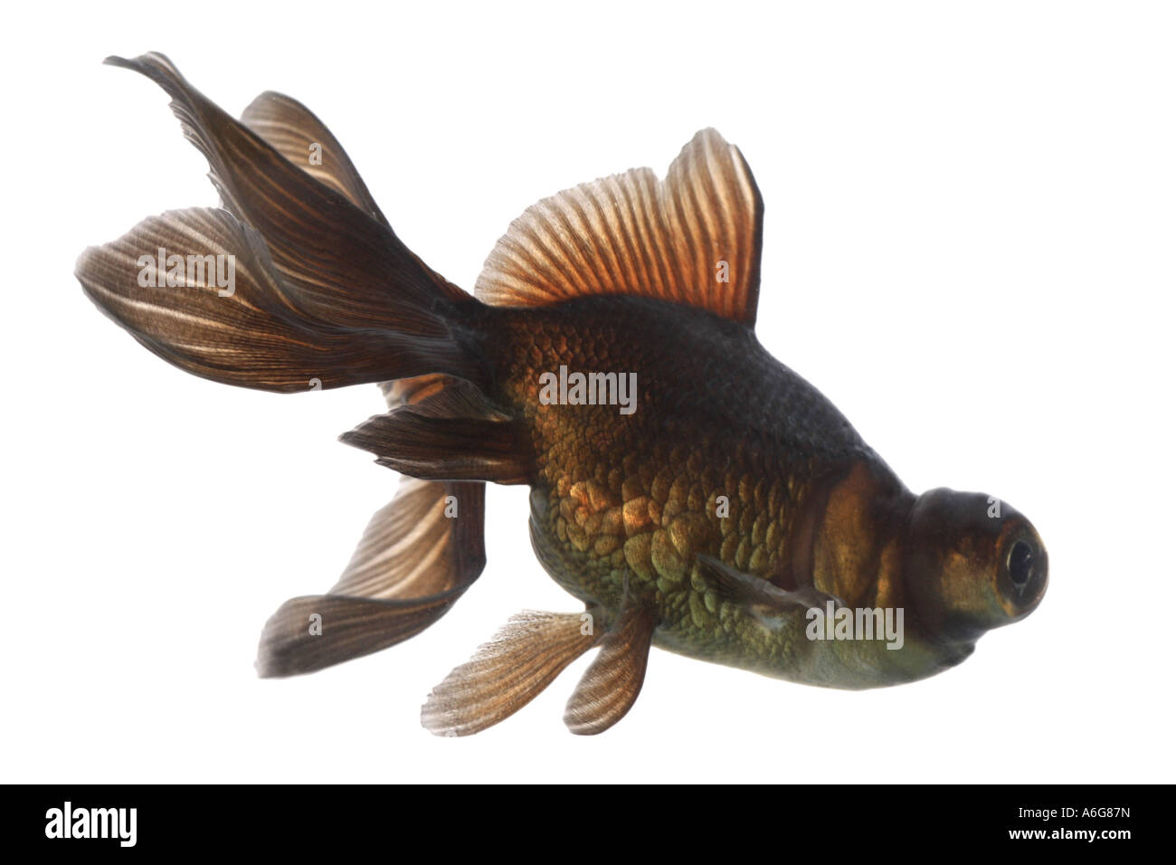 Télescope chinois moor , goldfish carpe, black moor, breitschwanz moor, globe, œil demekin (Carassius auratus), side view Banque D'Images