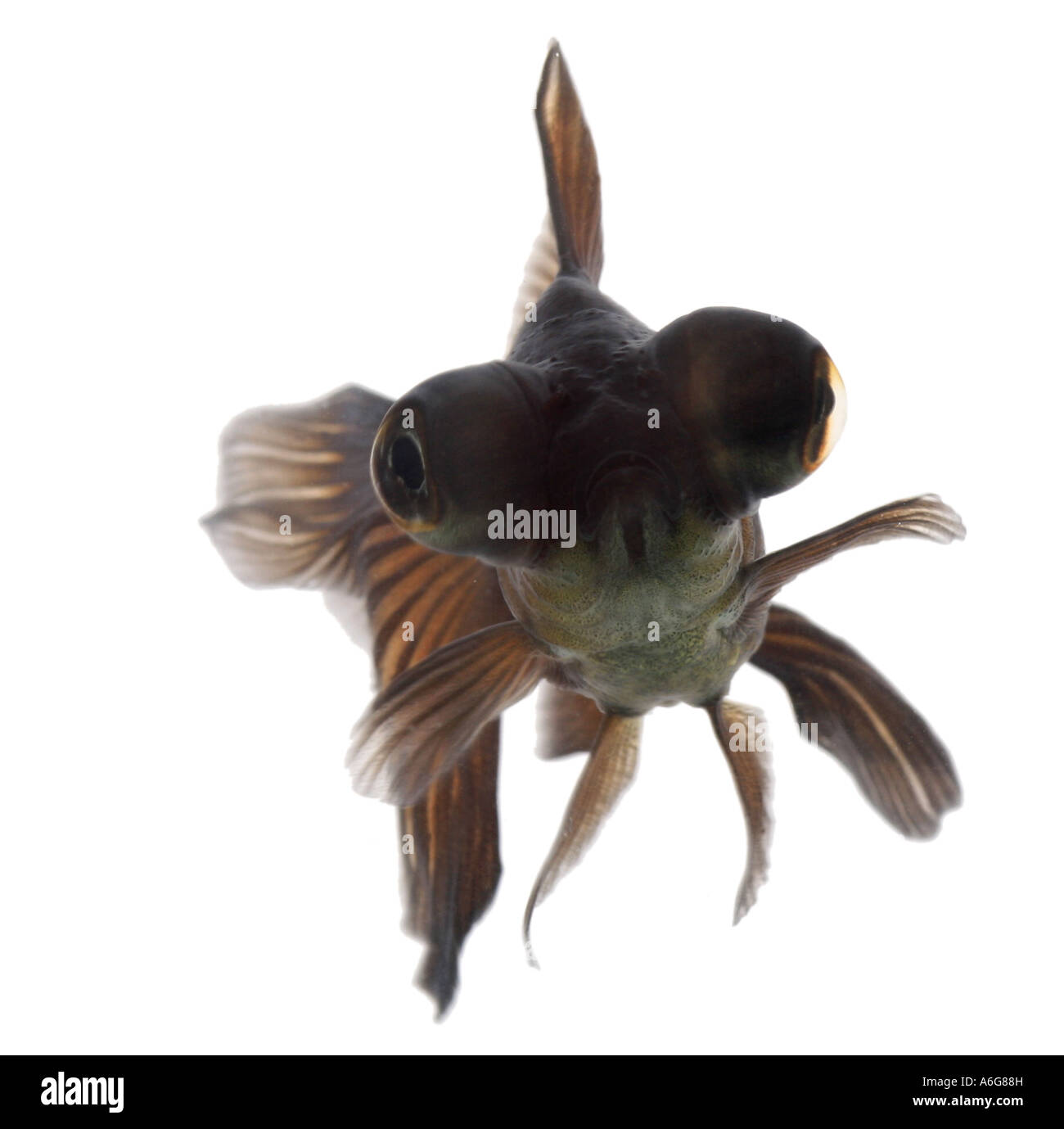 Télescope chinois moor , goldfish carpe, black moor, breitschwanz moor, globe, œil demekin (Carassius auratus), portrait Banque D'Images