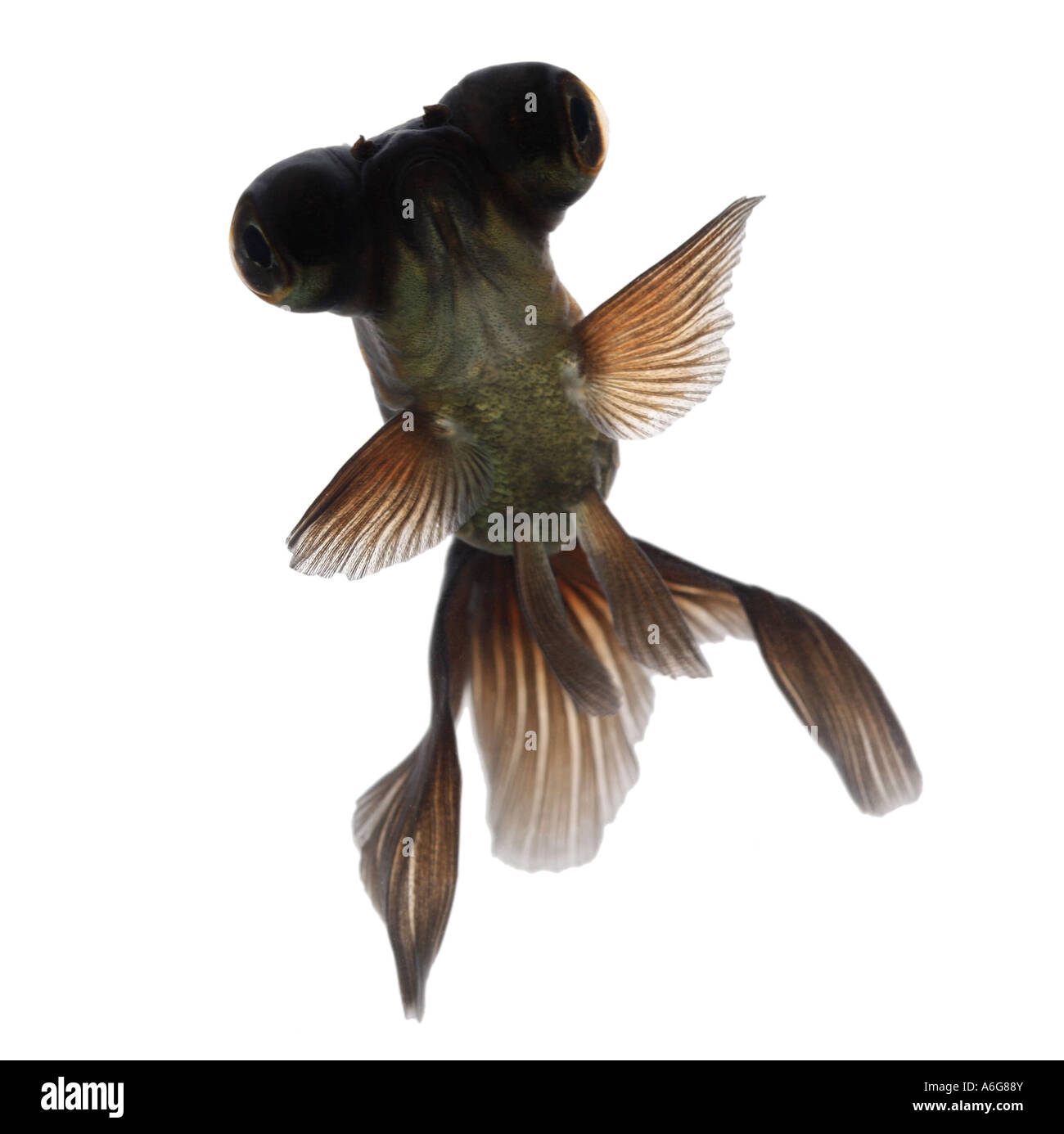 Télescope chinois moor , goldfish carpe, black moor, breitschwanz moor, globe, œil demekin (Carassius auratus), portrait Banque D'Images