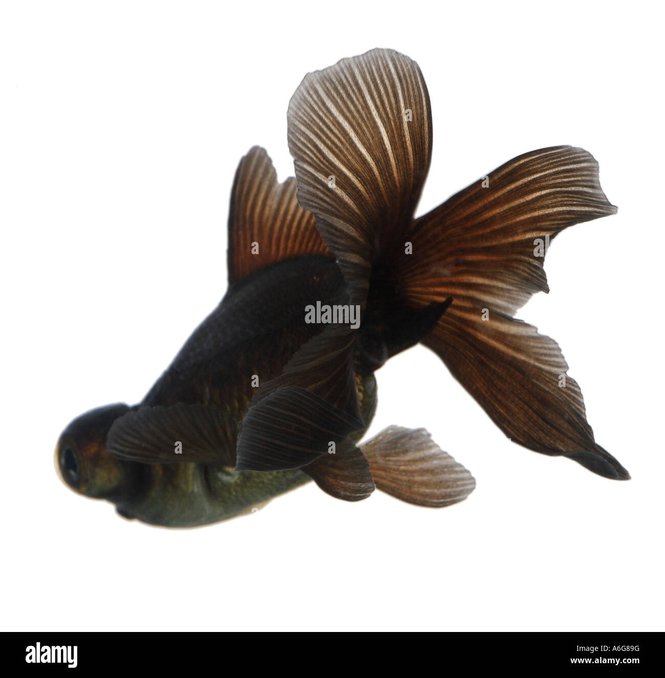 Télescope chinois moor , goldfish carpe, black moor, breitschwanz moor, globe, œil demekin (Carassius auratus), vue de dos Banque D'Images