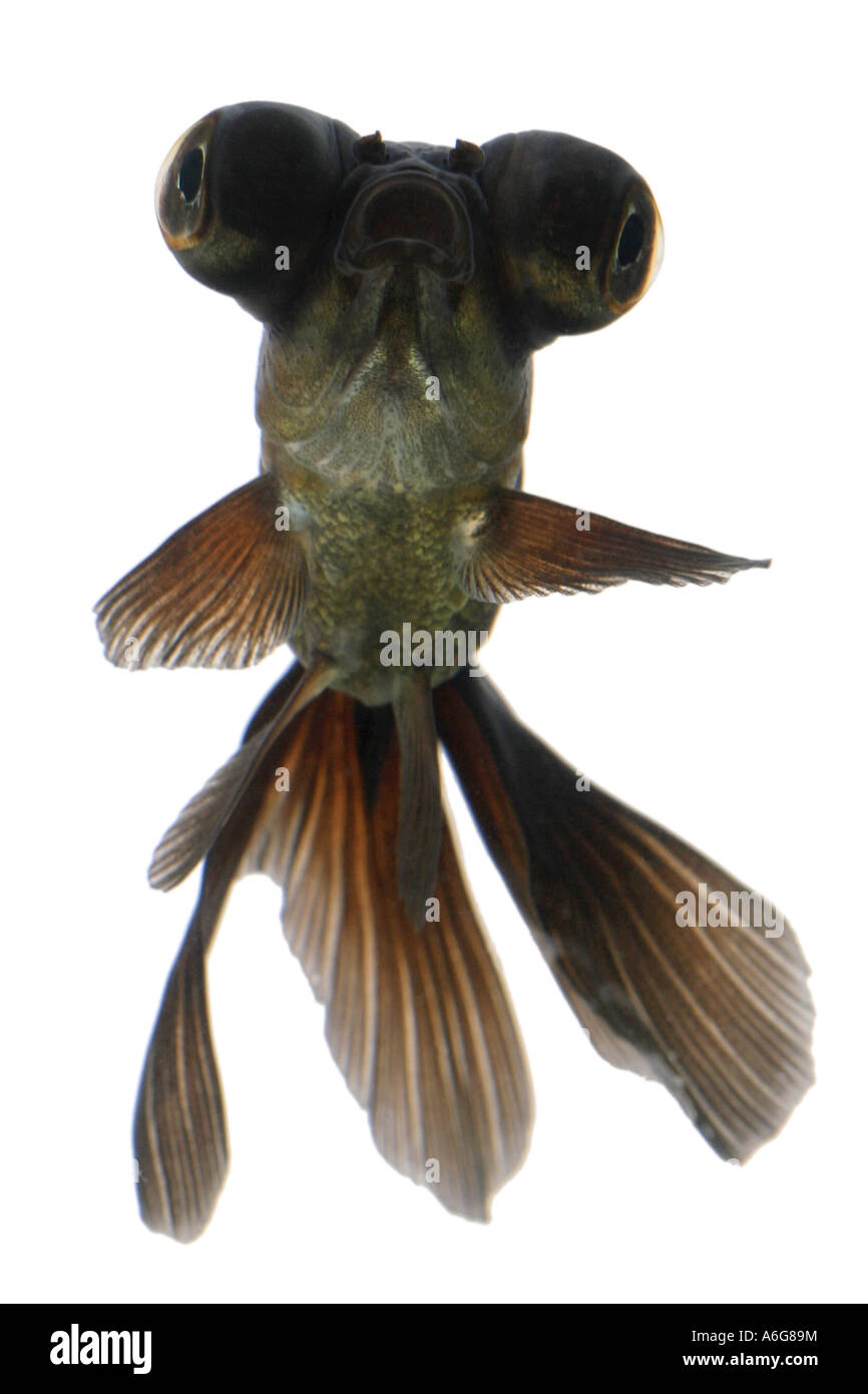 Télescope chinois moor goldfish, carpe, black moor, breitschwanz moor, globe, œil demekin (Carassius auratus), portrait Banque D'Images