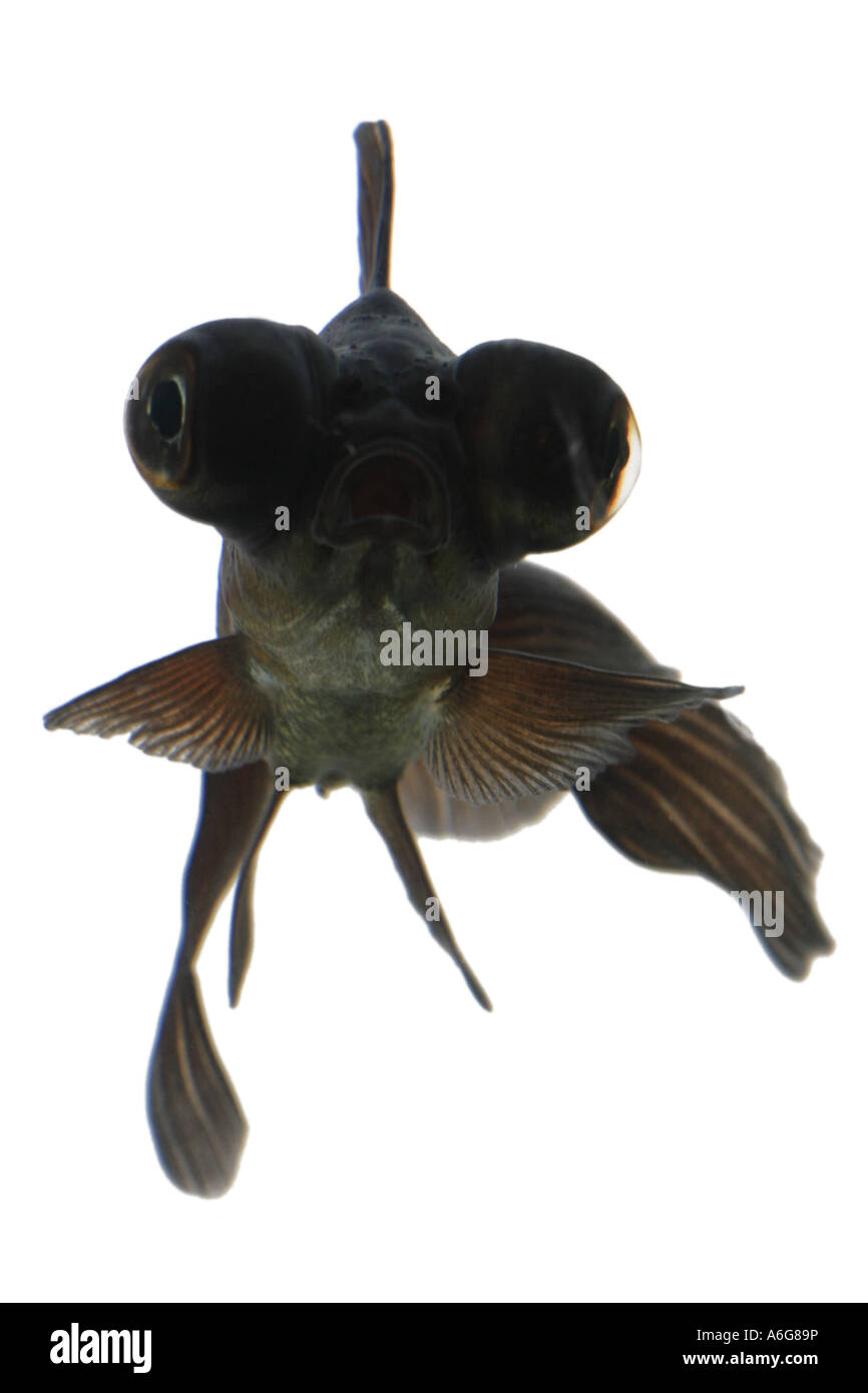 Télescope chinois moor goldfish, carpe, black moor, breitschwanz moor, globe, œil demekin (Carassius auratus), portrait Banque D'Images