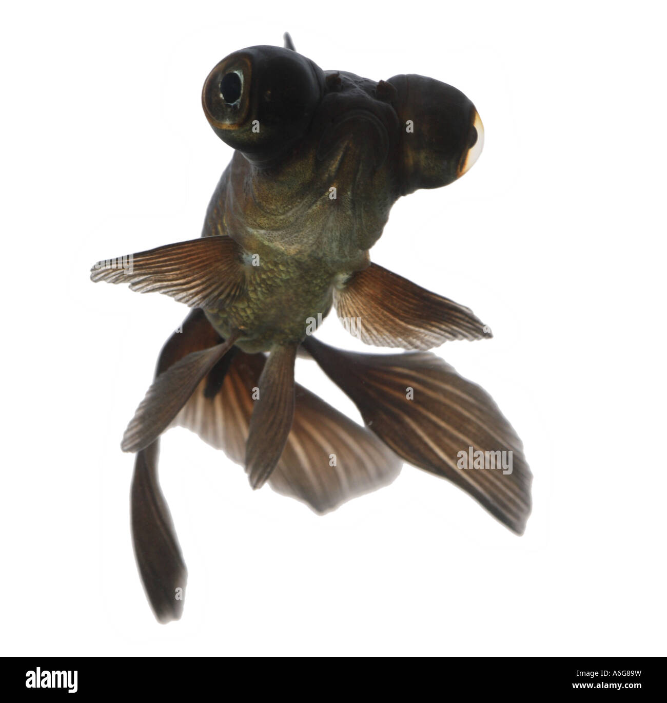 Télescope chinois moor , goldfish carpe, black moor, breitschwanz moor, globe, œil demekin (Carassius auratus), portrait Banque D'Images