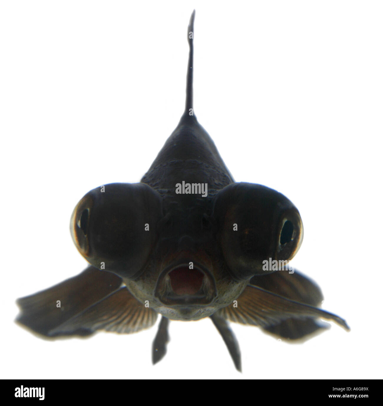 Télescope chinois moor goldfish, carpe, black moor, breitschwanz moor, globe, œil demekin (Carassius auratus), portrait Banque D'Images