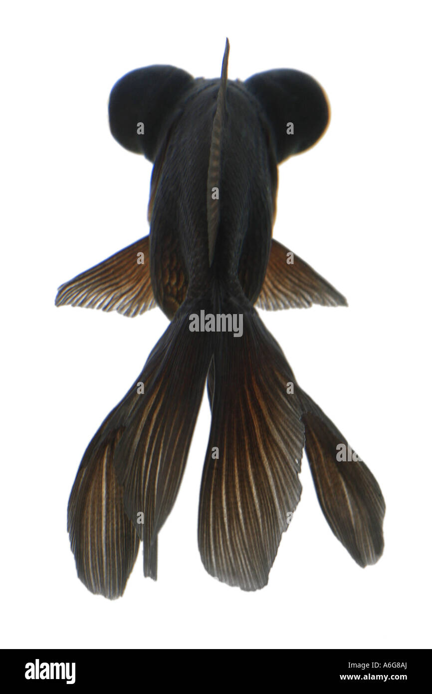 Télescope chinois moor , goldfish carpe, black moor, breitschwanz moor, globe, œil demekin (Carassius auratus), vue de dos Banque D'Images