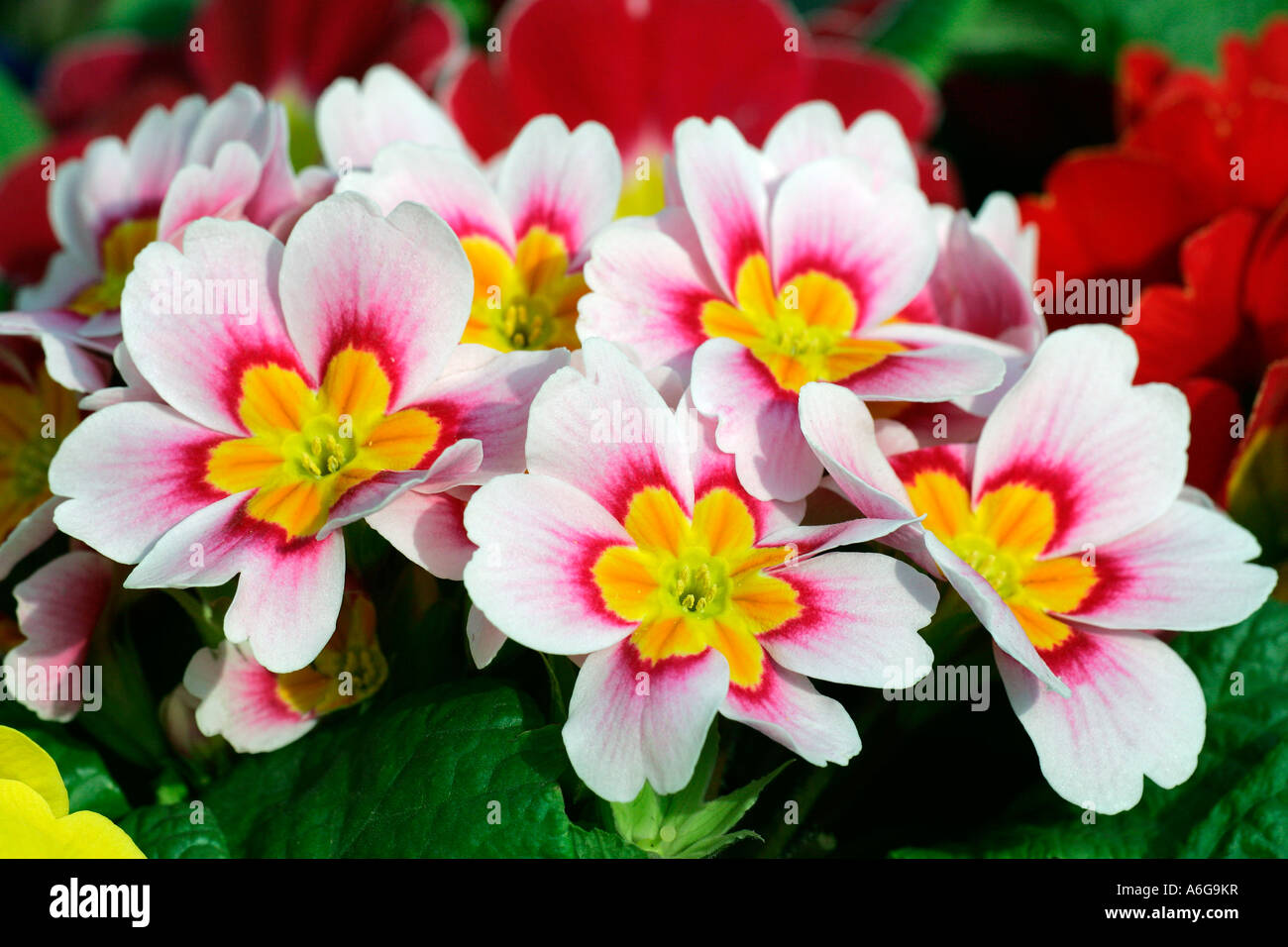 La floraison des hybrides primrose en différentes couleurs (Primula vulgaris Hybriden) Banque D'Images
