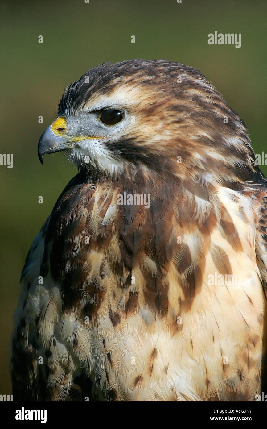 Buse variable - Buteo buteo (portrait) Banque D'Images