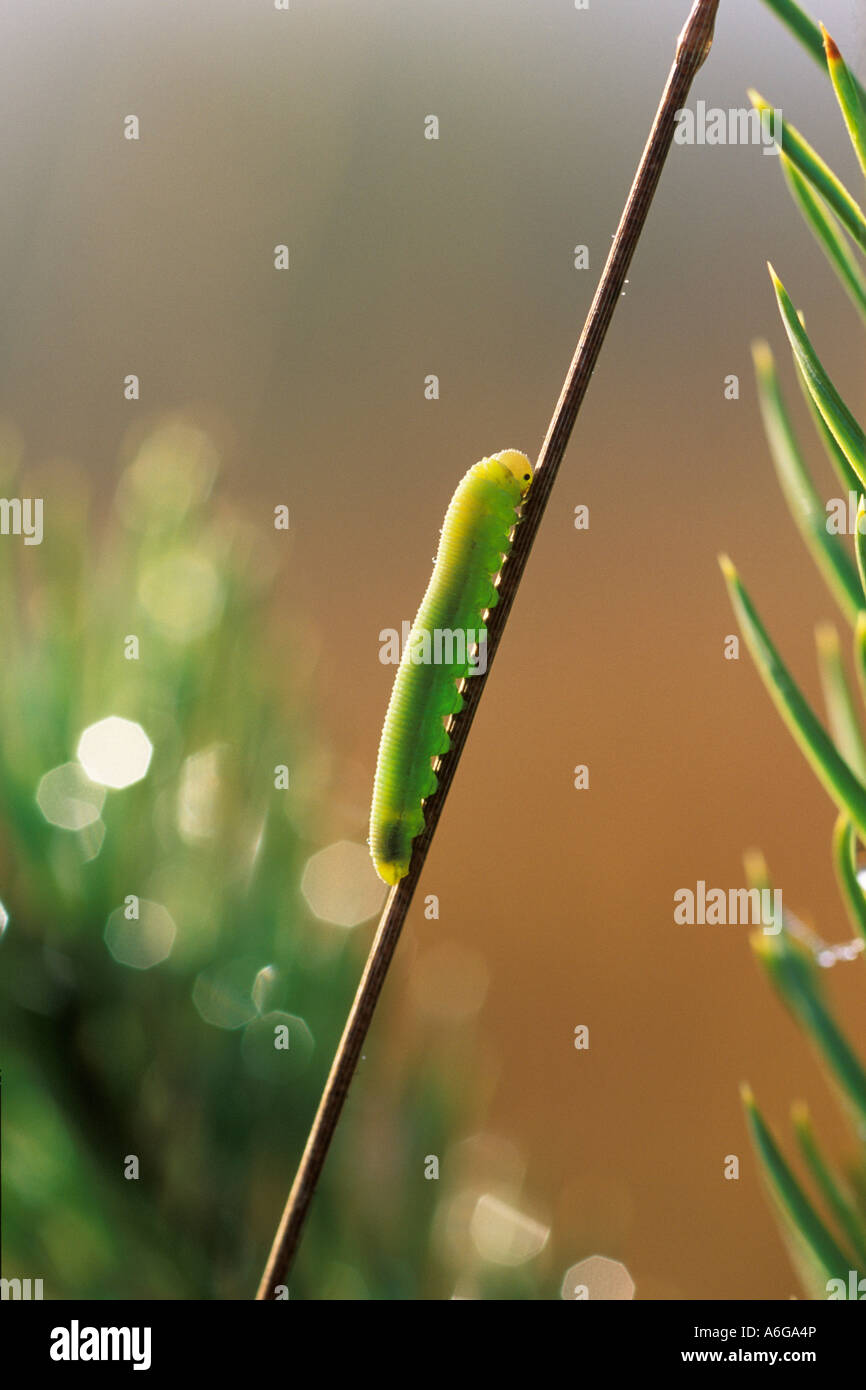 Brimstone Gonepteryx rhamni (caterpillar), Allemagne Banque D'Images