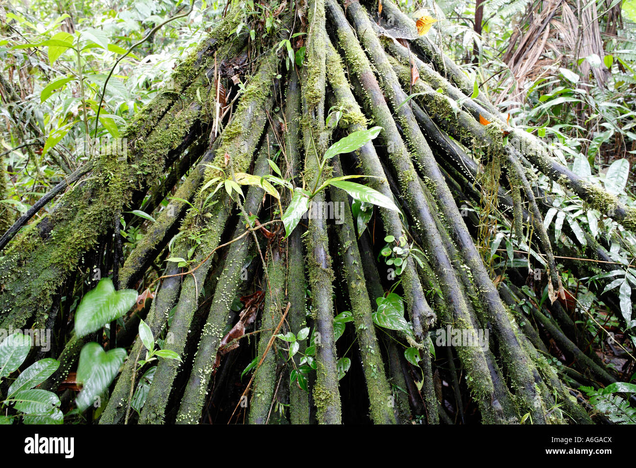 Racines d'une paume en forêt tropicale, Rara Avis, Costa Rica Banque D'Images