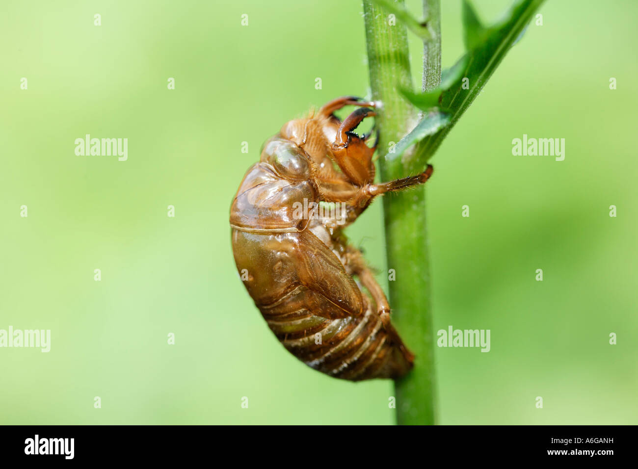 La peau larvaire vide de cigale, Costa Rica Banque D'Images