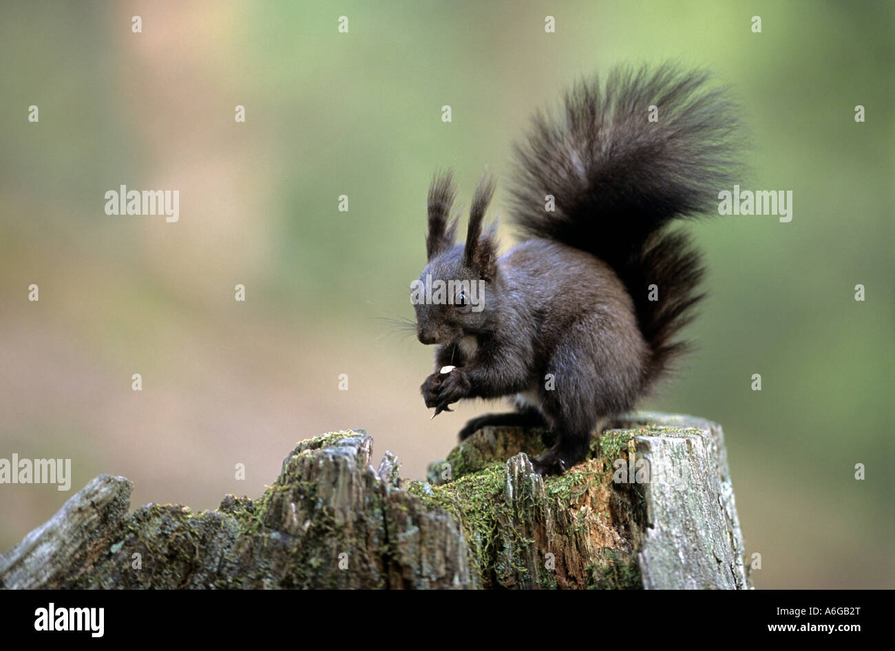 Eurasian Écureuil roux (Sciurus vulgaris) assis sur la souche d'arbre adulte, il se nourrit de noisettes à l'automne, la variation de couleur, noir col Banque D'Images